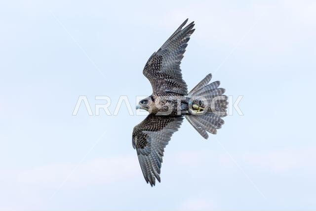 صقر شاهين (Falco peregrinus) يحلق في السماء. الصيد بالصقور أو تربية الصقور وسباقها في الشرق الأوسط.