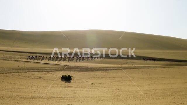 camels as a main form of transportation in desert