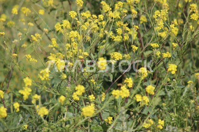 Yellow Flowers