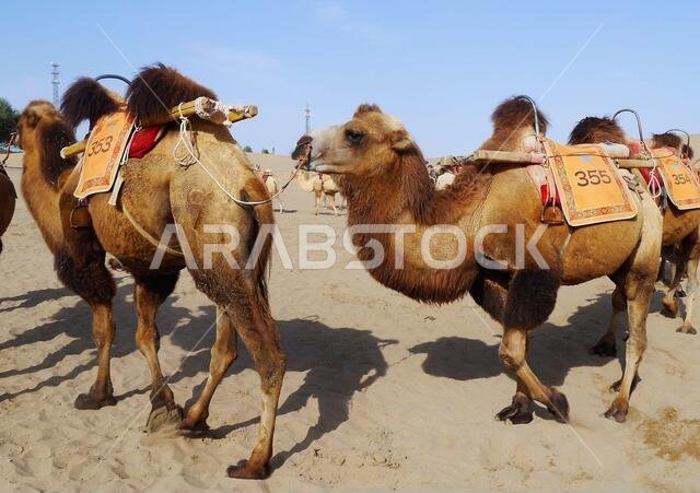 camels as a main form of transportation in desert