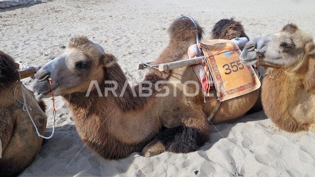 الجمال كوسيلة نقل رئيسية في الصحراء