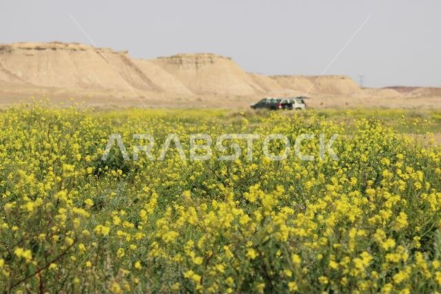 Yellow Flowers
