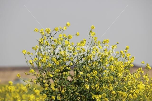 Yellow Flowers