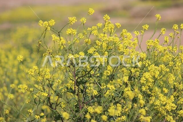 Yellow Flowers