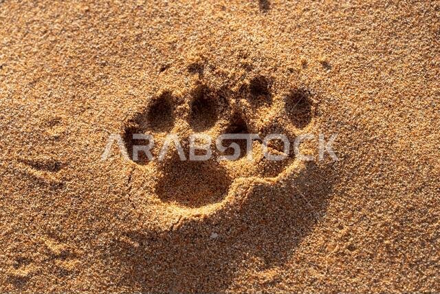 A Close-up of animal Footprints in the Desert Sand in the United Arab Emirates (UAE) A Close-up of animal Footprints in the Desert Sand in the United Arab Emirates (UAE)