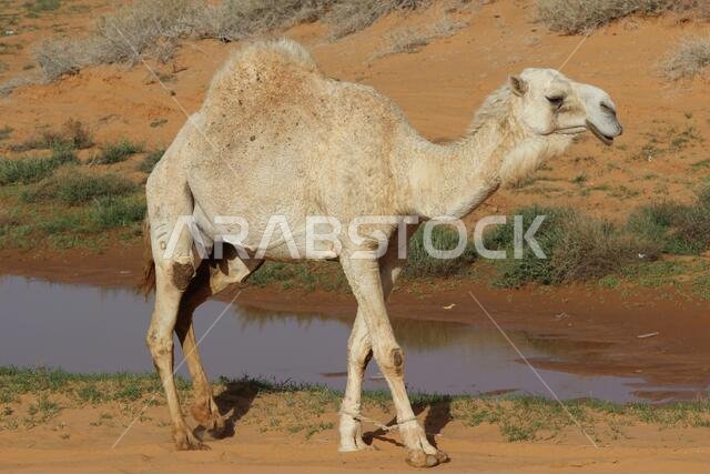 Camel near water