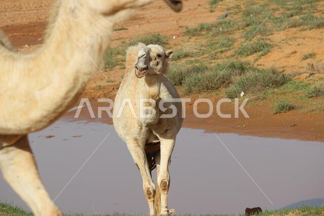 Camel near water
