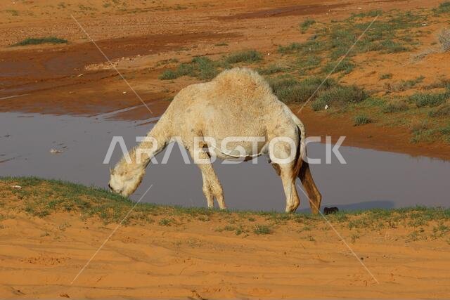 Camel near water