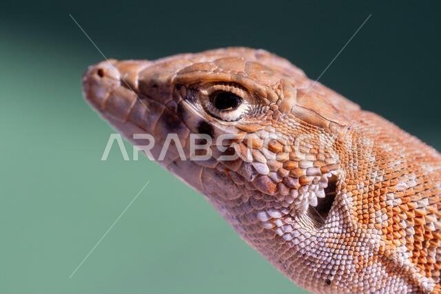 صورة مقربة جداً لسحلية سعودية ذات أصابع هشة (Acanthodactylus gongrorhynchatus).