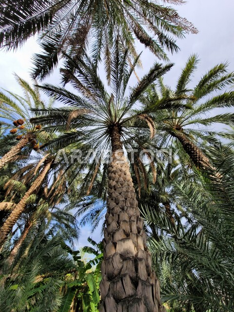 Aesthetic image at an angle from the bottom of green palm tree farms in Saudi Arabia, palm farms in Saudi Arabia, trees and agricultural crops, agricultural lands, a nature reserve for planting palm trees, nature background