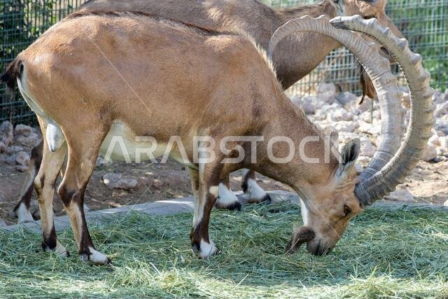 ذكر من الوعل النوبي يأكل العشب (Capra nubiana) في حديقة حيوان العين. ذكر من الوعل النوبي يأكل العشب (Capra nubiana) في حديقة حيوان العين.