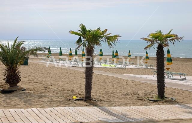 three small palm trees of the resort by the sea during a windy day and the umbrellas closed