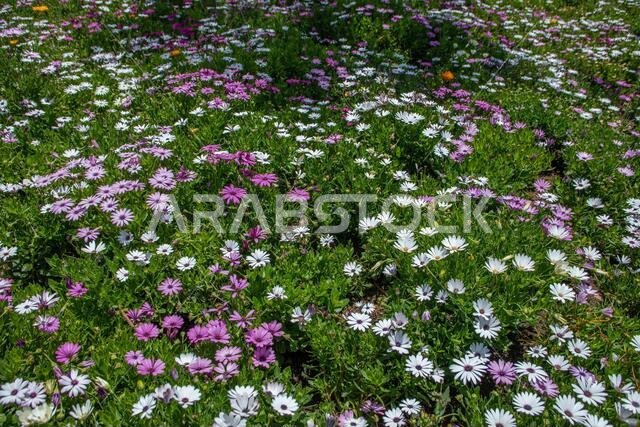 أبها، المملكة العربية السعودية – 1 أبريل 2021: شارع الفن