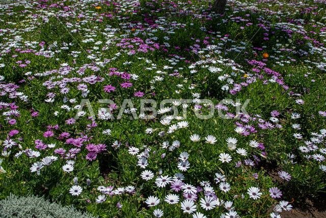Abha, Saudi Arabia – April 1st 2021: Art Street