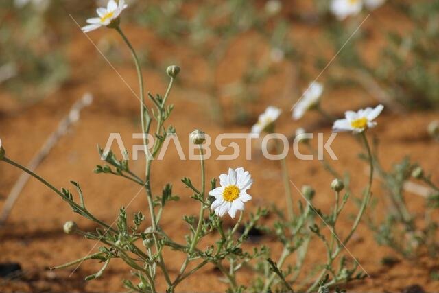 chrysanthemum