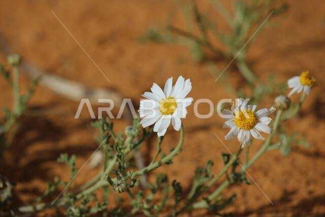 chrysanthemum