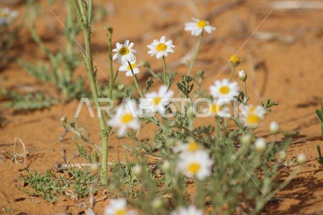 chrysanthemum