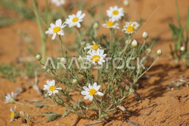 أقحوان