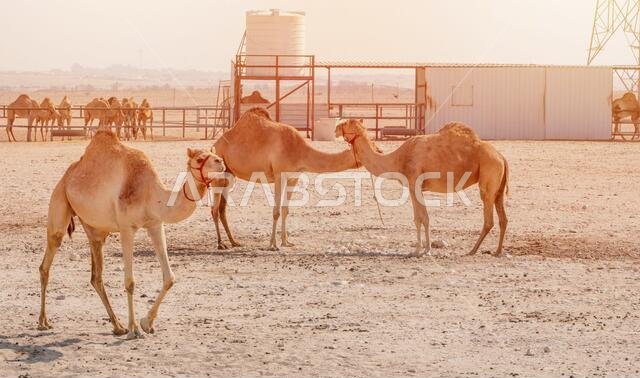 The herd of Camels at a farm in Qatar..selective focus