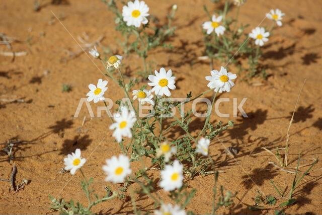 chrysanthemum