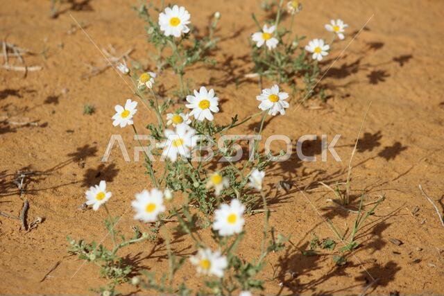 أقحوان