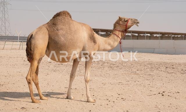 قطيع من الإبل في مزرعة بقطر.. تركيز انتقائي