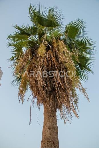 شجرة نخيل أمام سماء زرقاء. خلفية طبيعية. شجرة نخيل أمام سماء زرقاء. خلفية طبيعية.