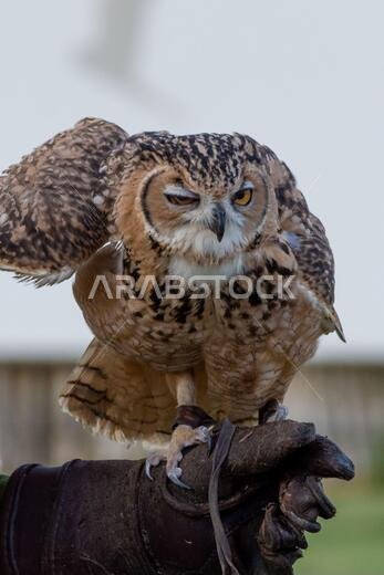 صورة مقربة لبومة فرعونية (Bubo ascalaphus) على قفاز مدرب في الإمارات العربية المتحدة. صورة مقربة لبومة فرعونية (Bubo ascalaphus) على قفاز مدرب في الإمارات العربية المتحدة.