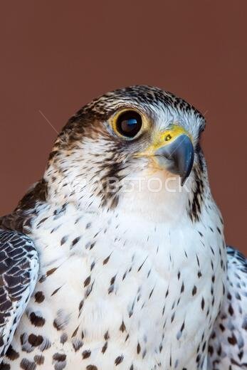 Saker (Saqr) falcon (Falco cherrug) hybrid mix portrait head shot very close up. Falconry or keeping falcons and racing them in the middle east.