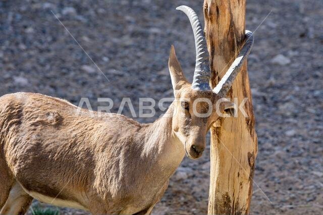 A female Nubian Ibex (capra nubiana) scratching antler horns on tree close up.