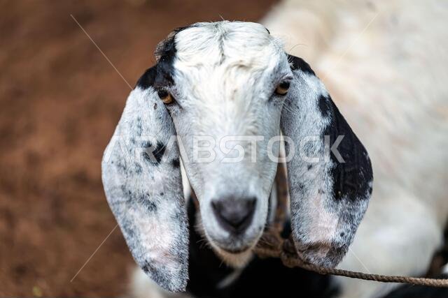 Portrait of a goat on a farm in the village. Beautiful goat posing.