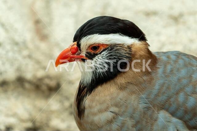 رأس طائر الحجل العربي (Alectoris melanocephala) عن قرب في الإمارات العربية المتحدة (UAE).
