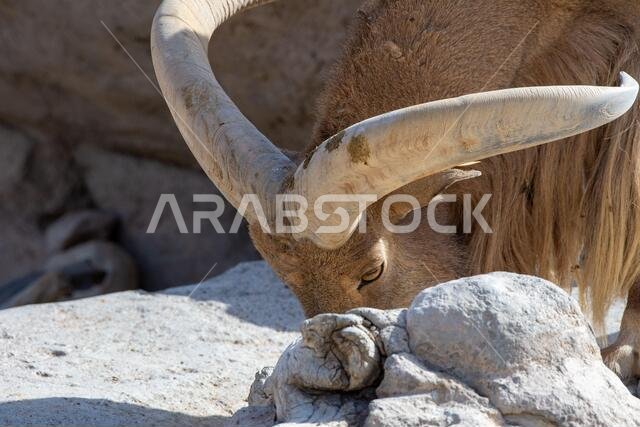 رأس خروف بربري (Ammotragus lervia) عن قرب في صخور المغرب. رأس خروف بربري (Ammotragus lervia) عن قرب في صخور المغرب.