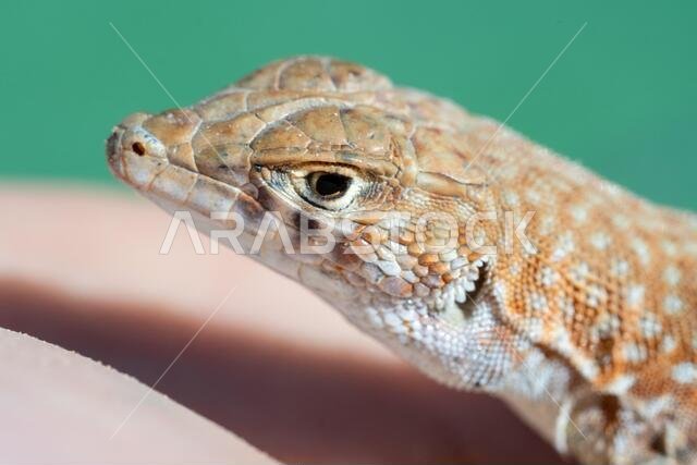 سحلية سعودية ذات أصابع هشة (Acanthodactylus gongrorhynchatus) في رمال الصحراء (تصوير فوتوغرافي ماكرو).