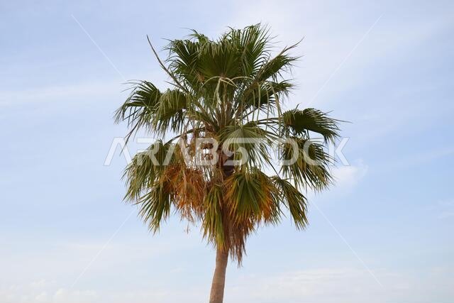 Arabian Bonatea, Arabian Tree