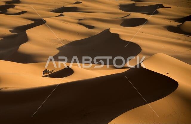 A camel standing in the desert in the middle of the Kingdom of Saudi Arabia