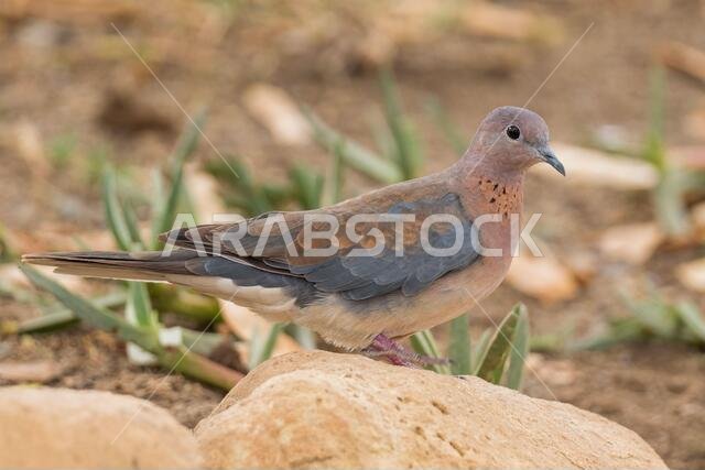 Laughing Dove - Spilopelia senegalensis, beautiful colored turtle-dove from African gardens, wodlands and forests, lake Langano, Ethiopia.