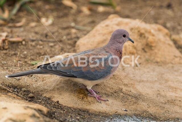 حمامة الضحك - Spilopelia senegalensis، حمامة جميلة الألوان من الحدائق الأفريقية والأراضي الحرجية والغابات، وبحيرة لانغانو، إثيوبيا.