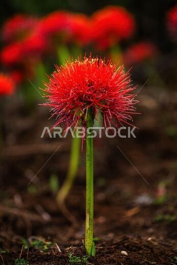 Fireball Lily - Scadoxus multiflorus, beautiful red flowering plant from African forests, Harrena forest, Bale mountains, Ethiopia.