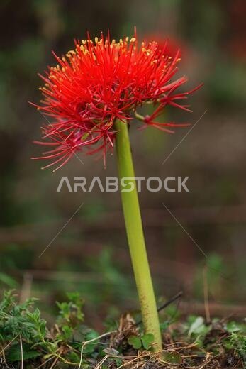 Fireball Lily - Scadoxus multiflorus, beautiful red flowering plant from African forests, Harrena forest, Bale mountains, Ethiopia.