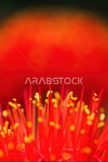 Fireball Lily - Scadoxus multiflorus, beautiful red flowering plant from African forests, Harrena forest, Bale mountains, Ethiopia.