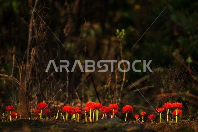 Fireball Lily - Scadoxus multiflorus, beautiful red flowering plant from African forests, Harrena forest, Bale mountains, Ethiopia.