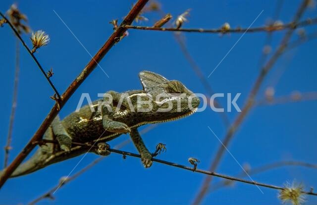 Veiled Chameleon (Chamaeleo calyptratus) portrait. Native to the Arabian Peninsula in Yemen and Saudi Arabia. Other common names include cone-head cha Veiled Chameleon (Chamaeleo calyptratus) portrait. Native to the Arabian Peninsula in Yemen and Saudi Arabia. Other common names include cone-head cha