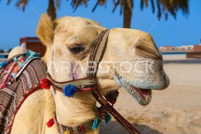 صورة لجمل عربي أو صومالي أبيض ناضج أصيل وودود، يرتدي سرجًا مزخرفًا احتفاليًا. الإمارات العربية المتحدة