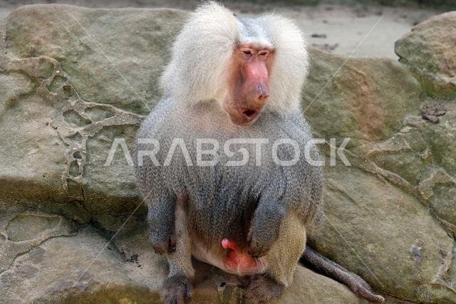 Papio hamadryas specimen has an erection at the Berlin zoo