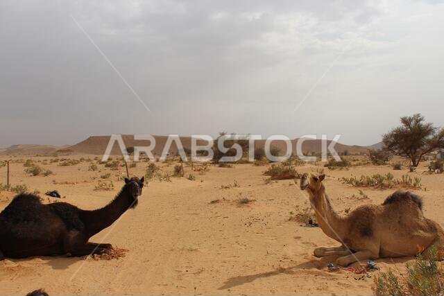 الجمل العربي