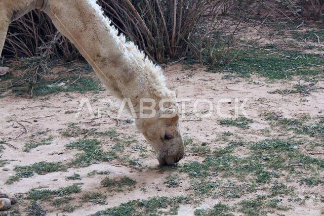 An Arabian camel eating grass in the spring