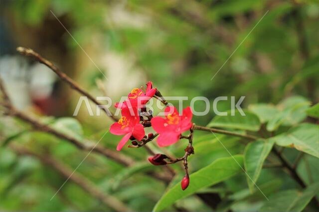 plants