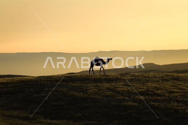 Camel standing on Desert land at Sunrise.