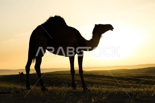 جمل يقف على أرض صحراوية عند شروق الشمس.